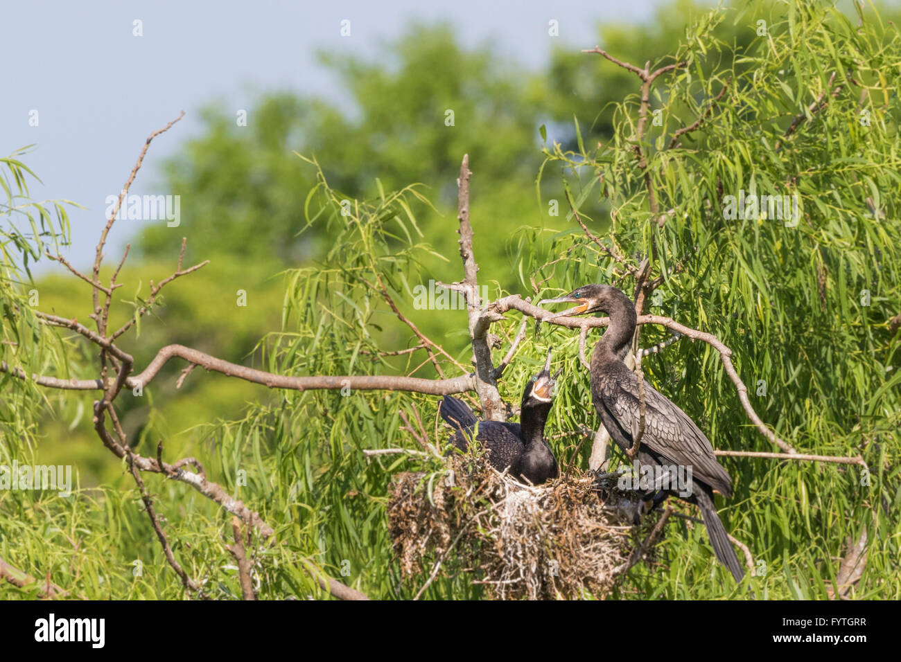 Neotropic Cormorant at The Rookery at Smith Oaks in High Island, Texas, during breeding season. Stock Photo