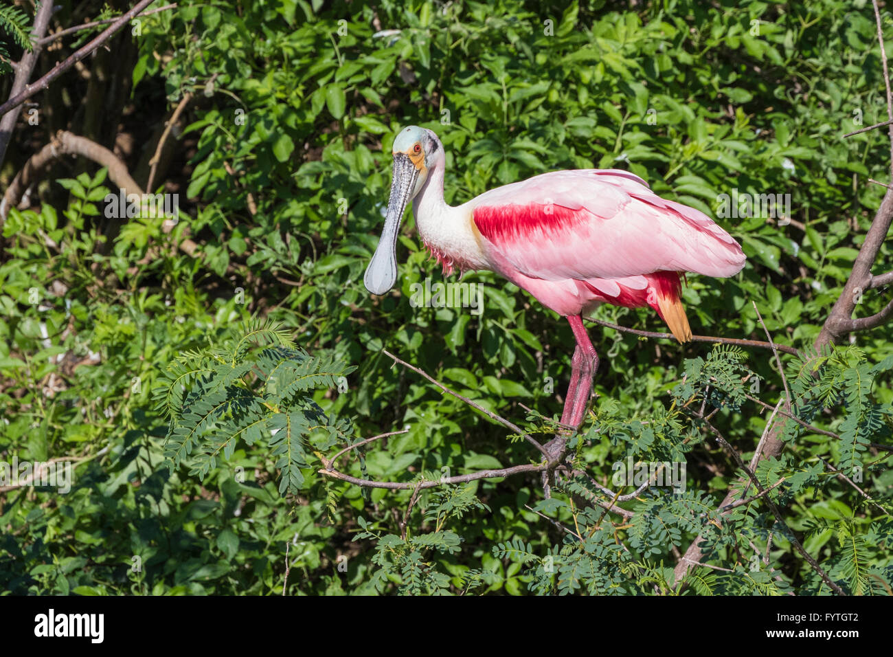 Roseate Spoonbills at The Rookery at Smith Oaks in High Island, Texas, during breeding season. Stock Photo
