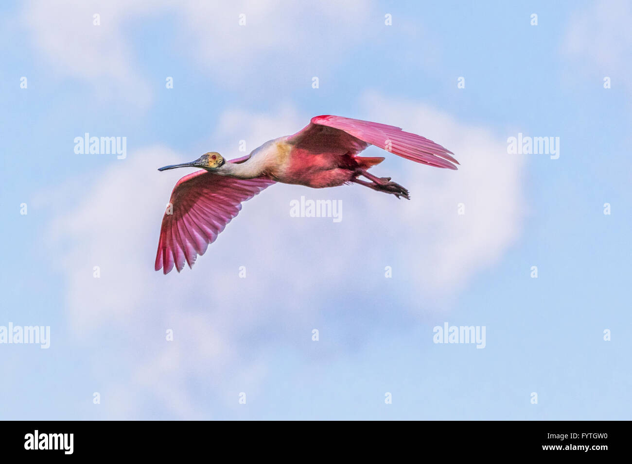 Roseate Spoonbill in flight at The Rookery at Smith Oaks in High Island, Texas, during breeding season. Stock Photo