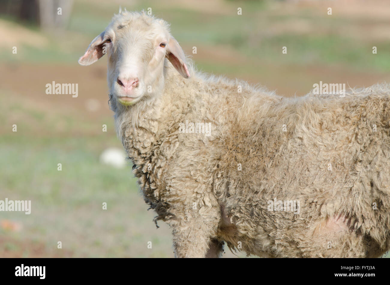 Portrait of sheep on field background Stock Photo - Alamy