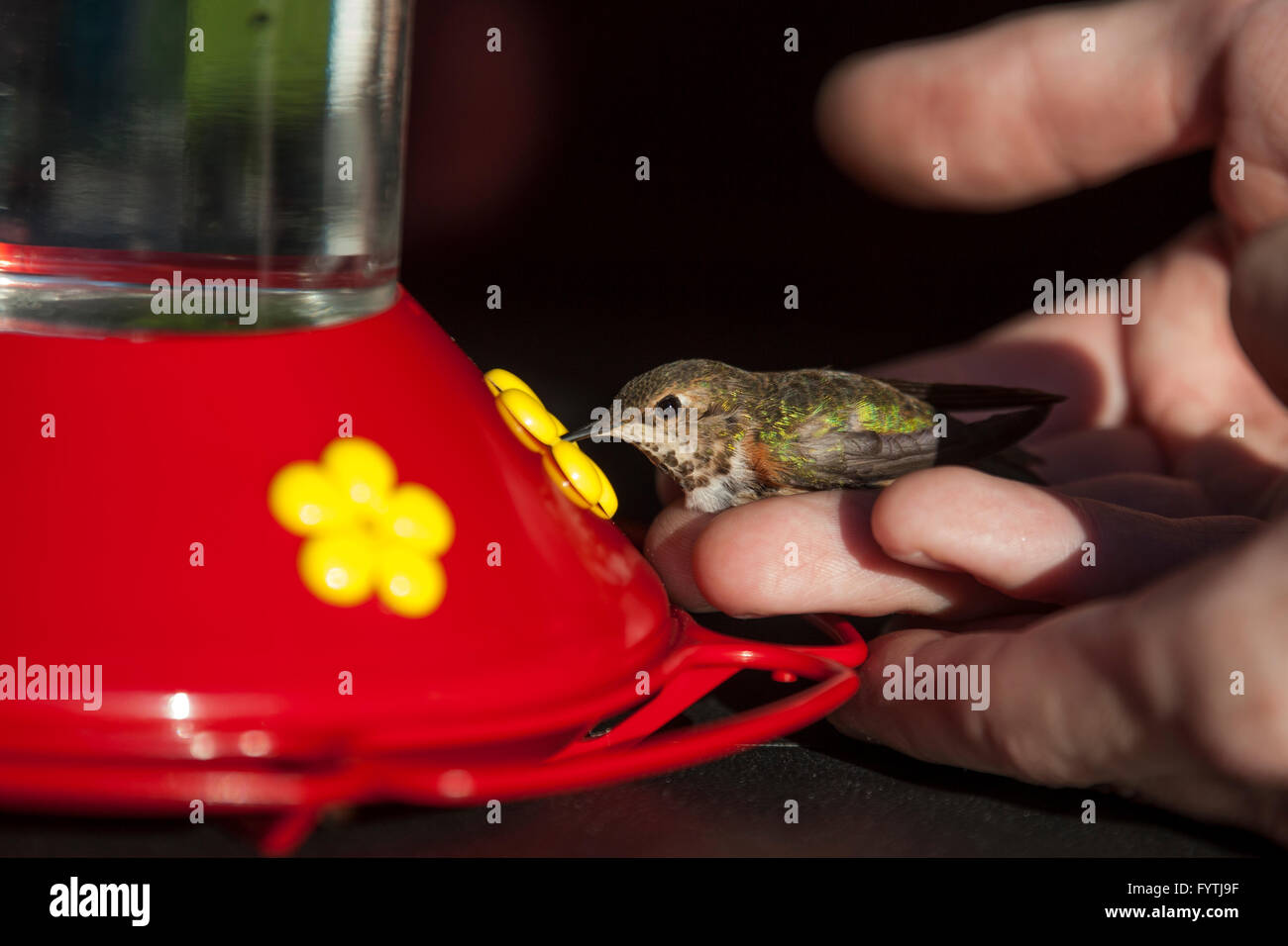 Volunteer scientists and conservationists monitor migratory Rufous Hummingbirds (Selasphorus rufus) as a part of the Hummingbird Monitoring Network.  Birds are aged, sexed, weighed, and tagged at a banding station in Widgeon Marsh Park Reserve, British Co Stock Photo