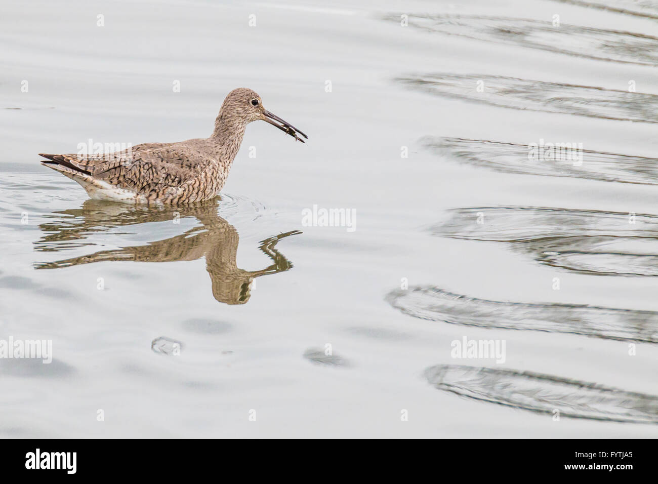 Willet with crab on Bolivar beach at North Jetty on Bolivar Peninsula. Stock Photo