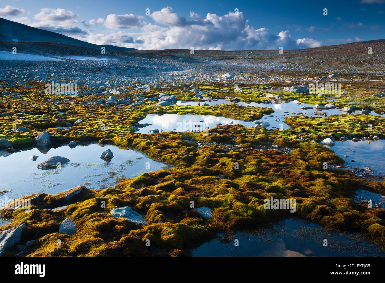 Green moss and water in Dovrefjell national park, Norway. Stock Photo
