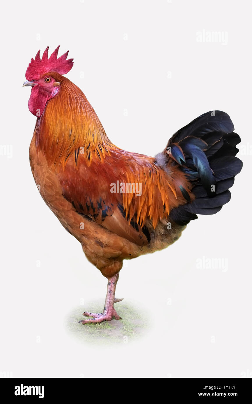 Proud rooster Stock Photo