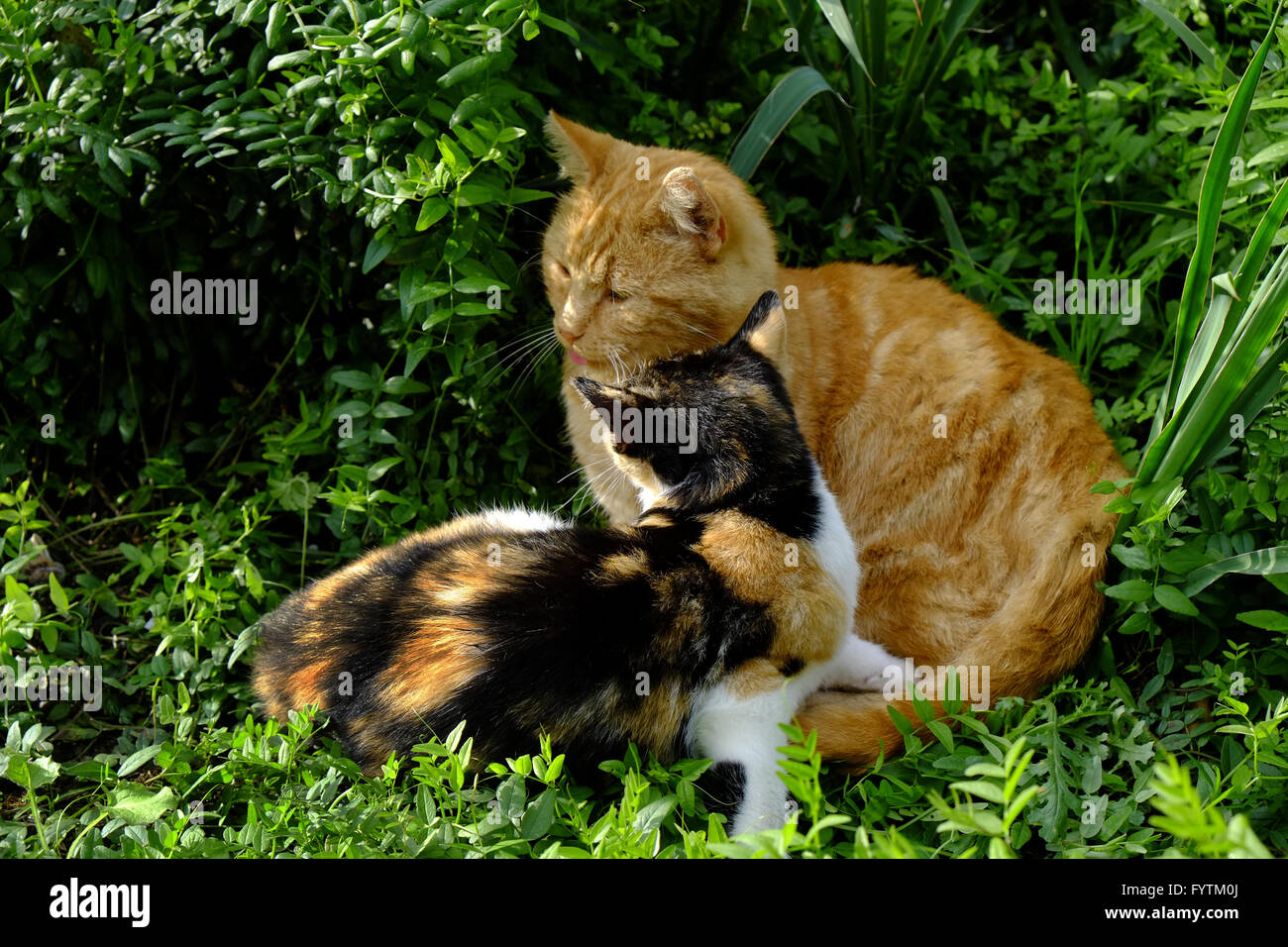 Two cats in the grass Stock Photo