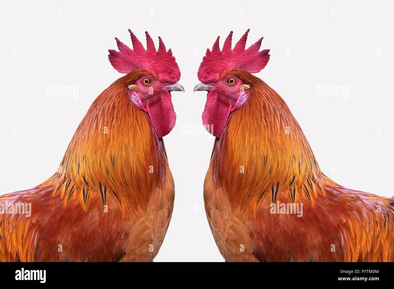 Two proud roosters Stock Photo