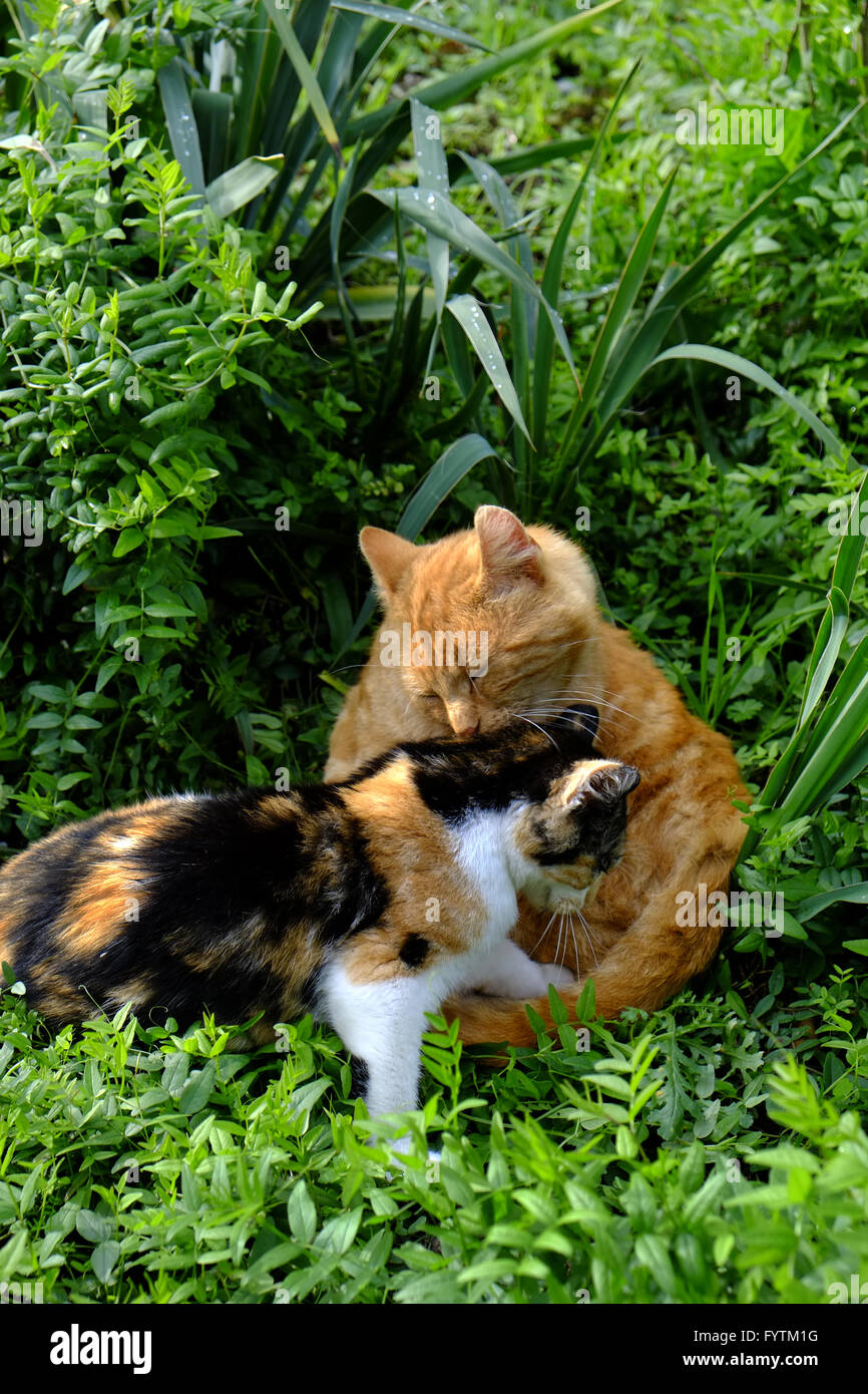 Two cats in the grass Stock Photo