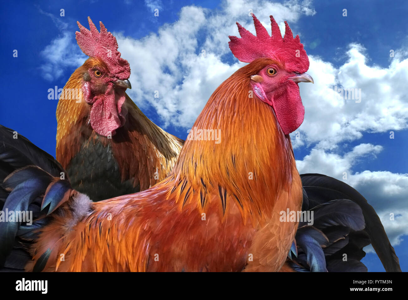 Roosters hi res stock photography and images Alamy
