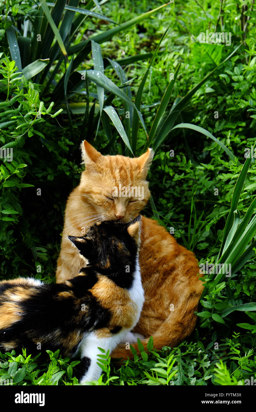 Two cats in the grass Stock Photo