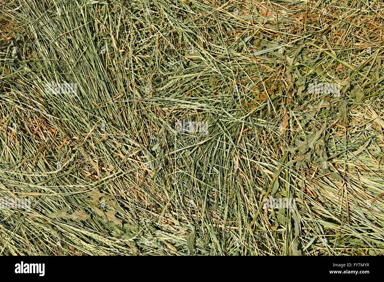 Hay with cereal and other wild grasses Stock Photo