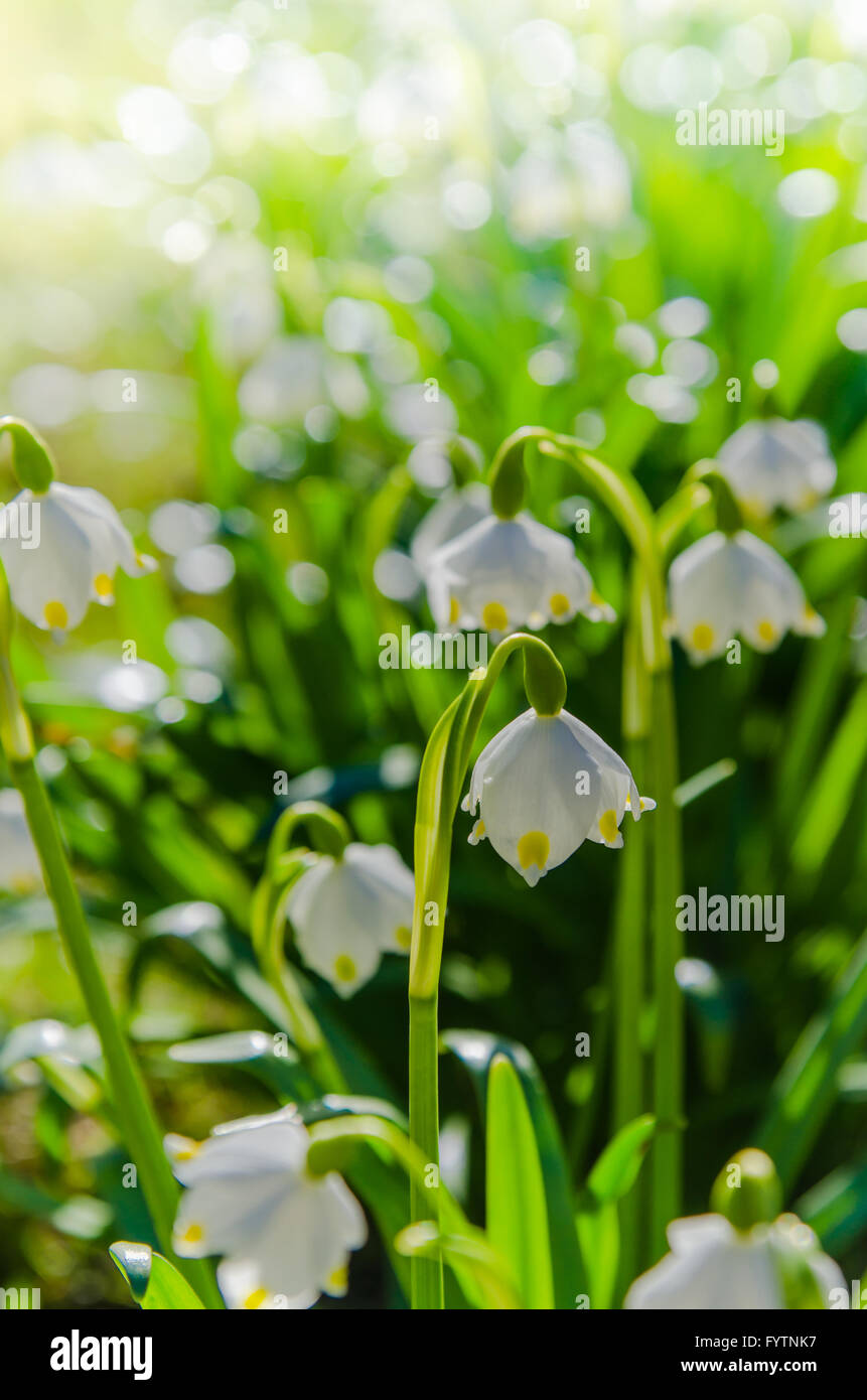 white dresses for women plus