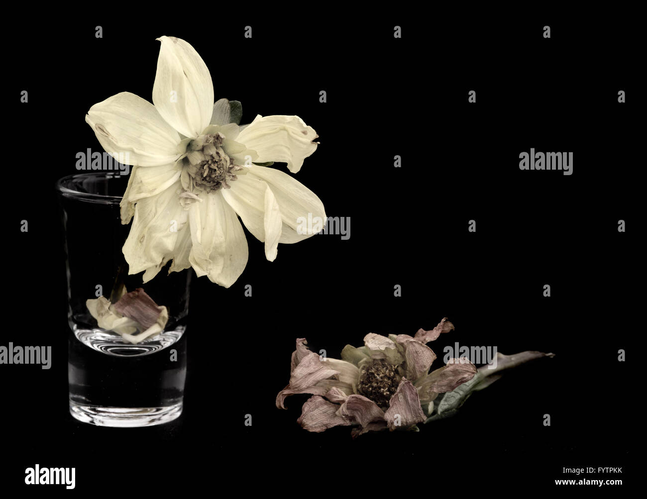 Yellow and orange wither dying dahlia flowers isolated on a black background Stock Photo