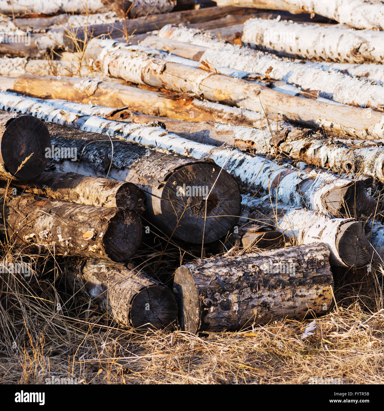 Stacks of birch logs. Natural material, alternative energy. Stock Photo