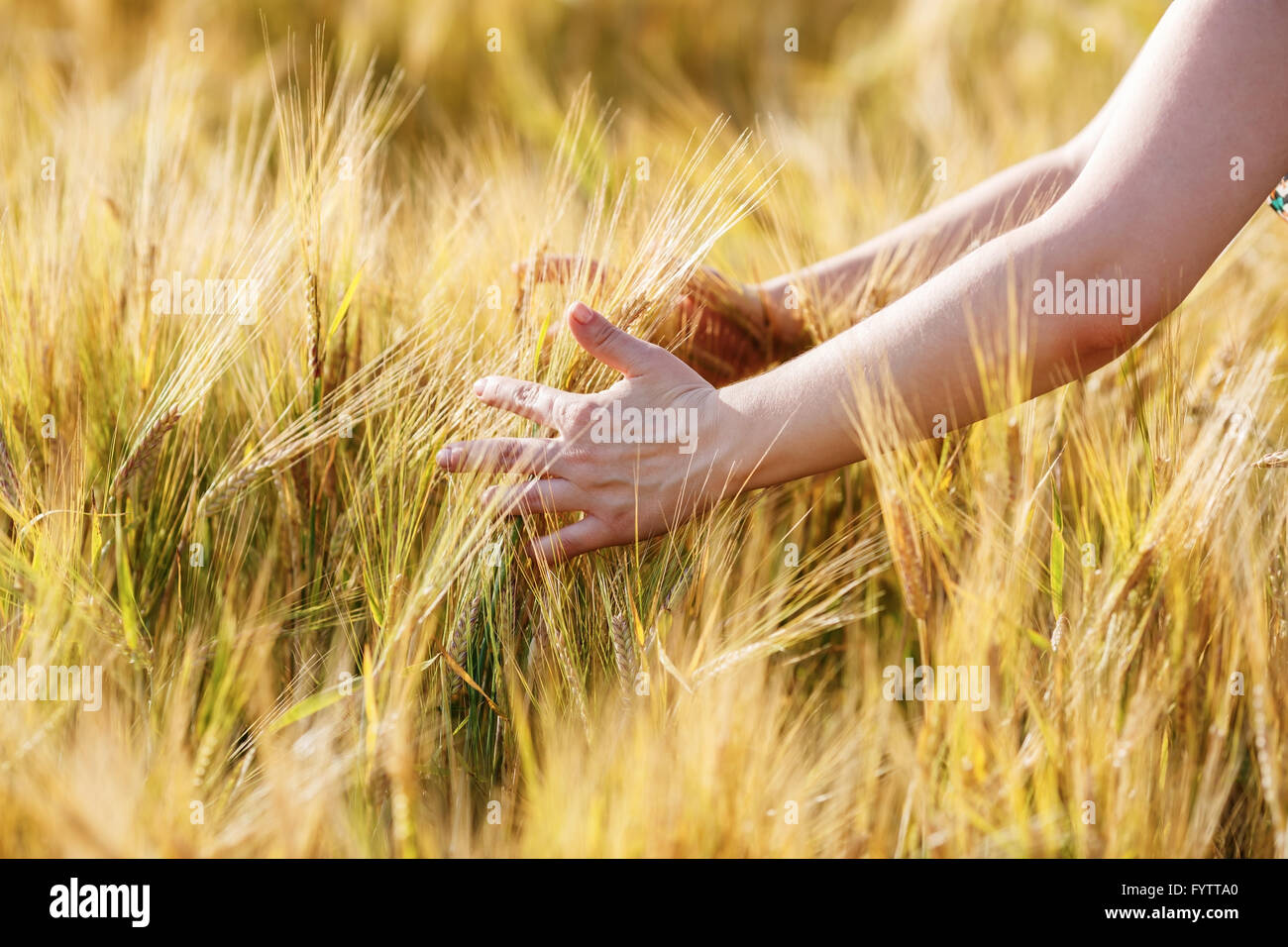 Woman hand touching wheat ears hi-res stock photography and images - Alamy