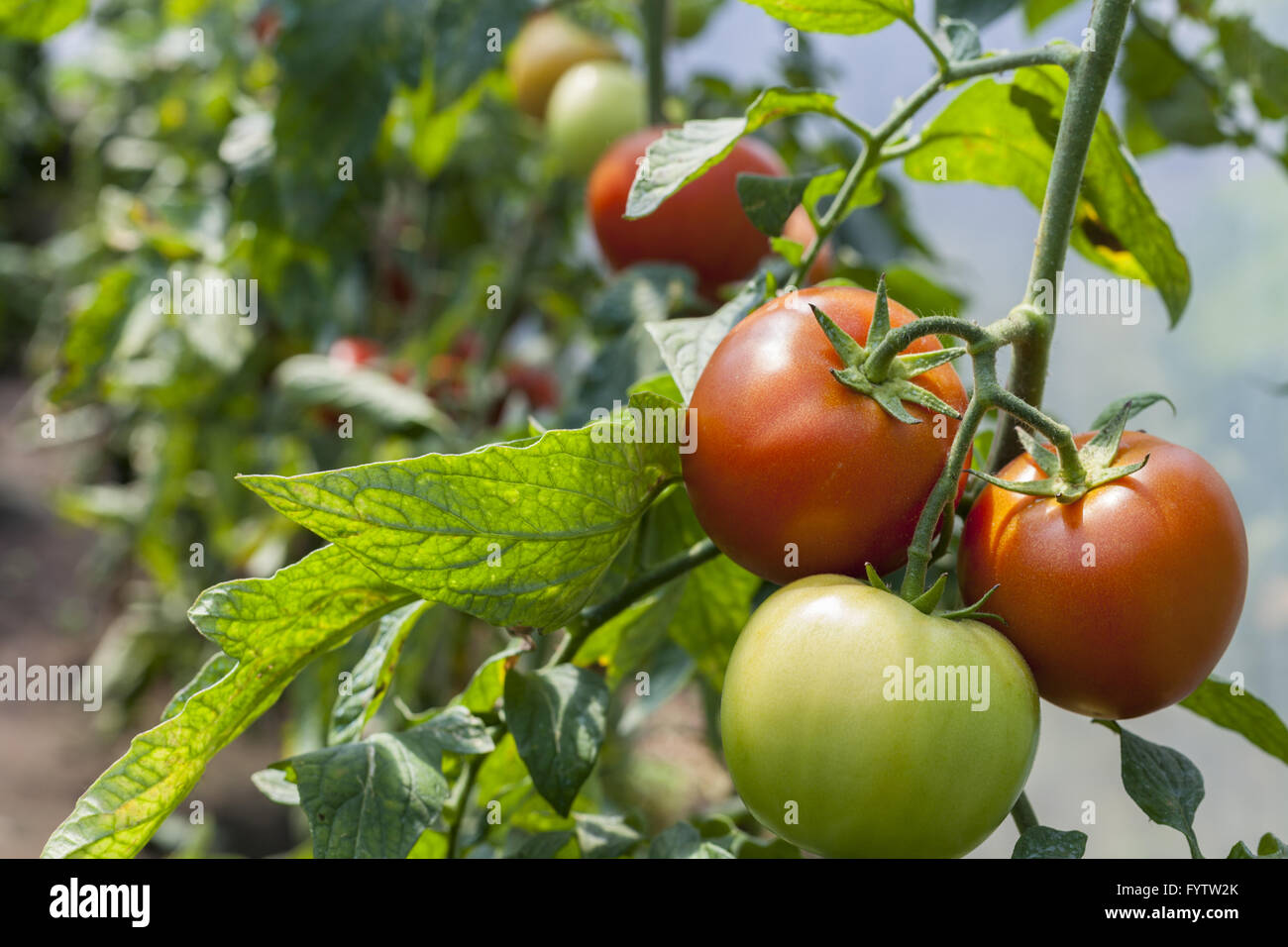 Tomato house. Tomato house. Помидоры гринхаус. Помидор на белом фоне. Томат красный слон.