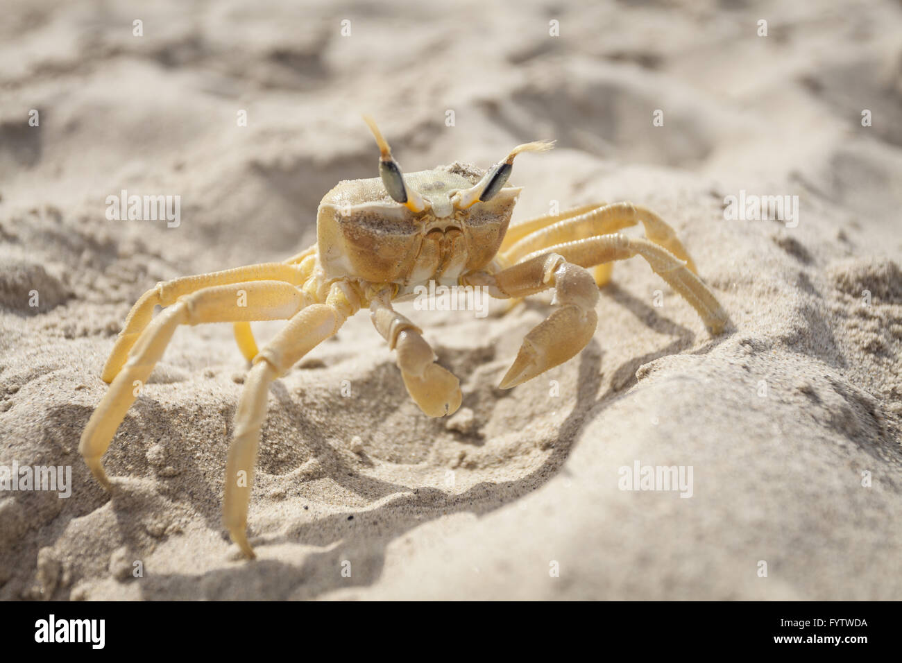 Crab in the Sun Stock Photo