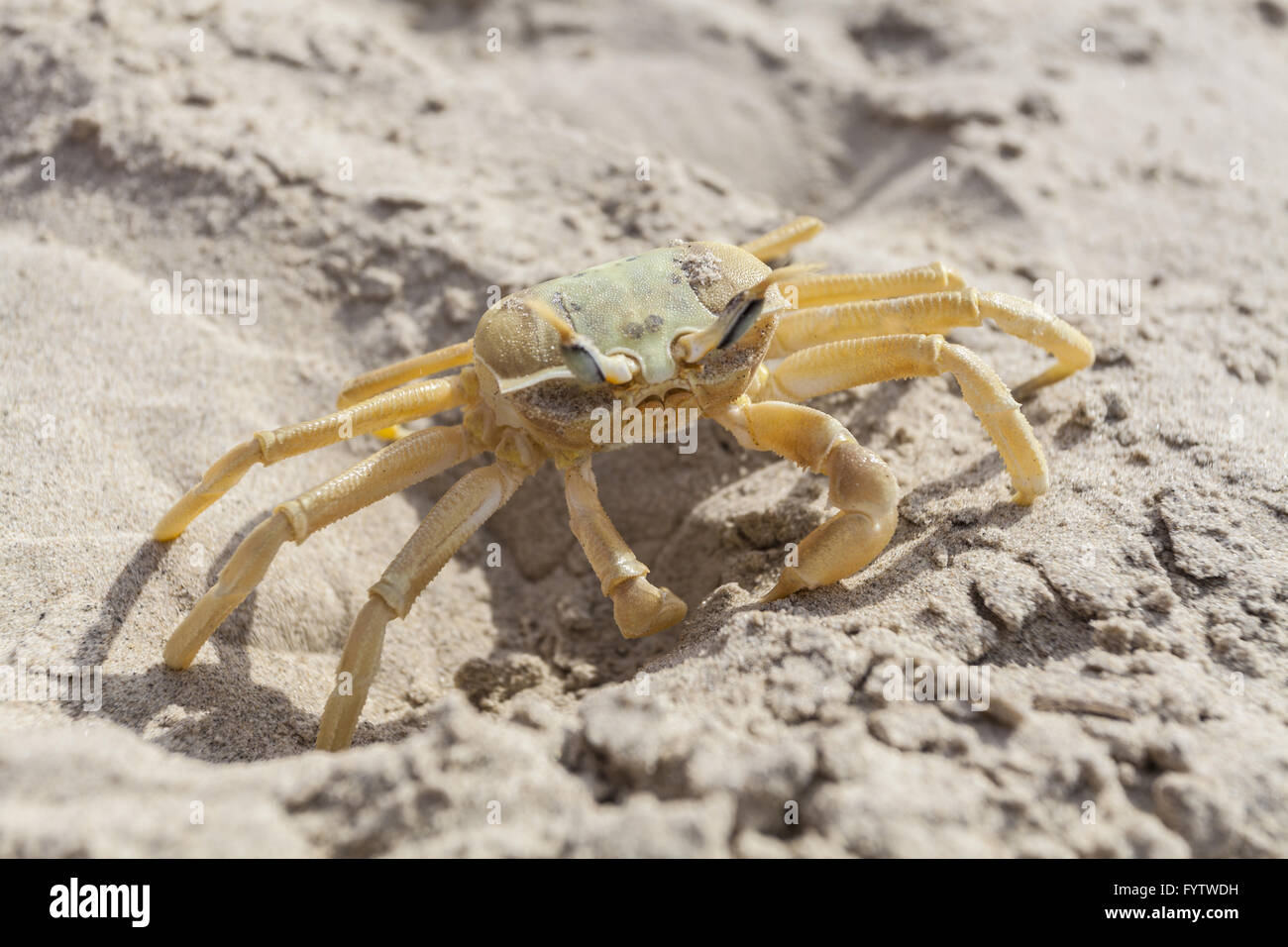 Crab in Sand Stock Photo