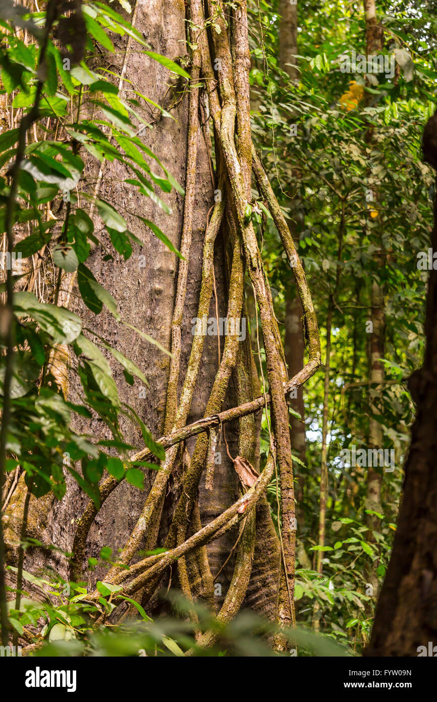 OSA PENINSULA, COSTA RICA - Epiphyte vines climbing a tree in rain forest. Stock Photo