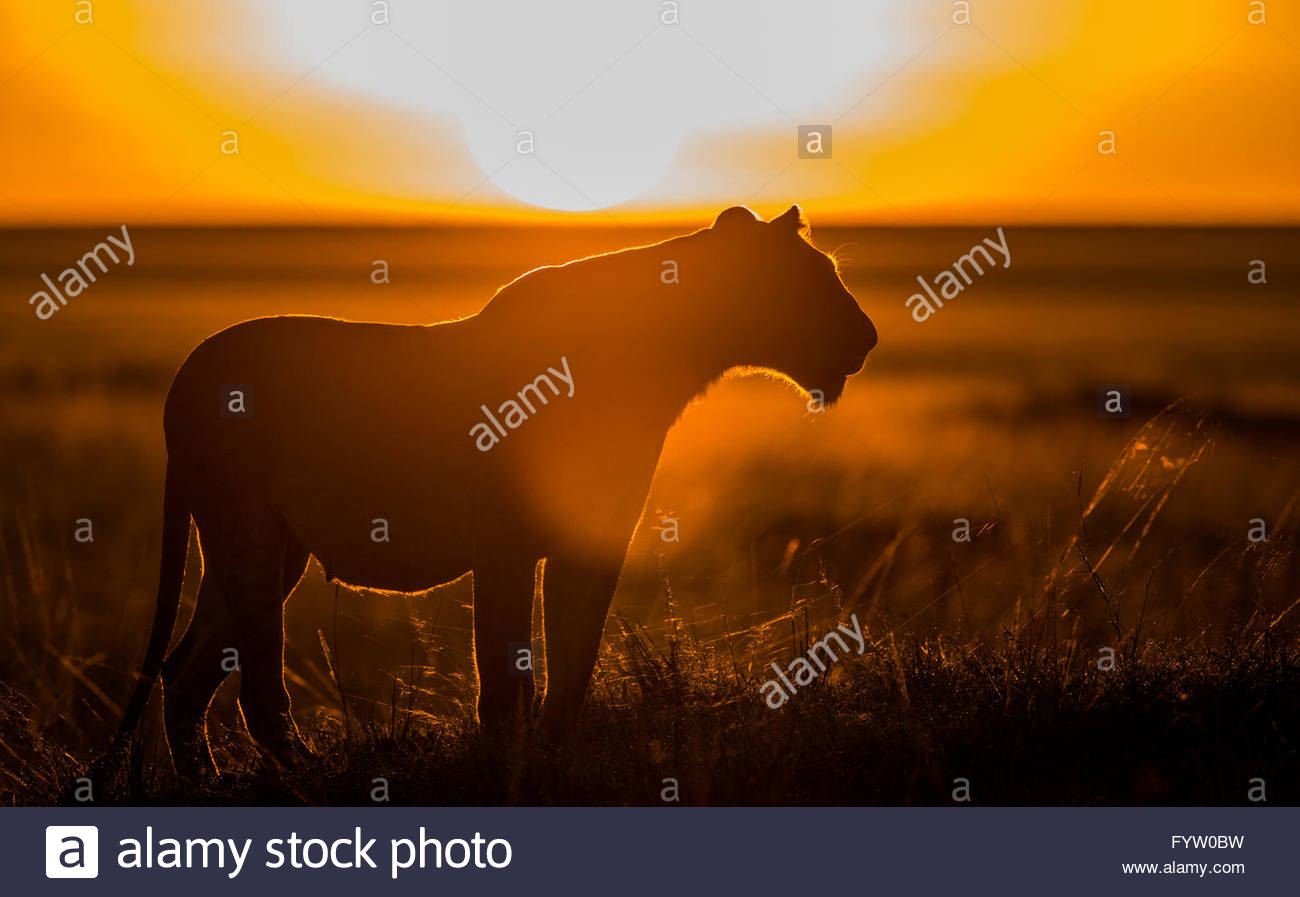 African Lion Silhouette High Resolution Stock Photography and Images ...