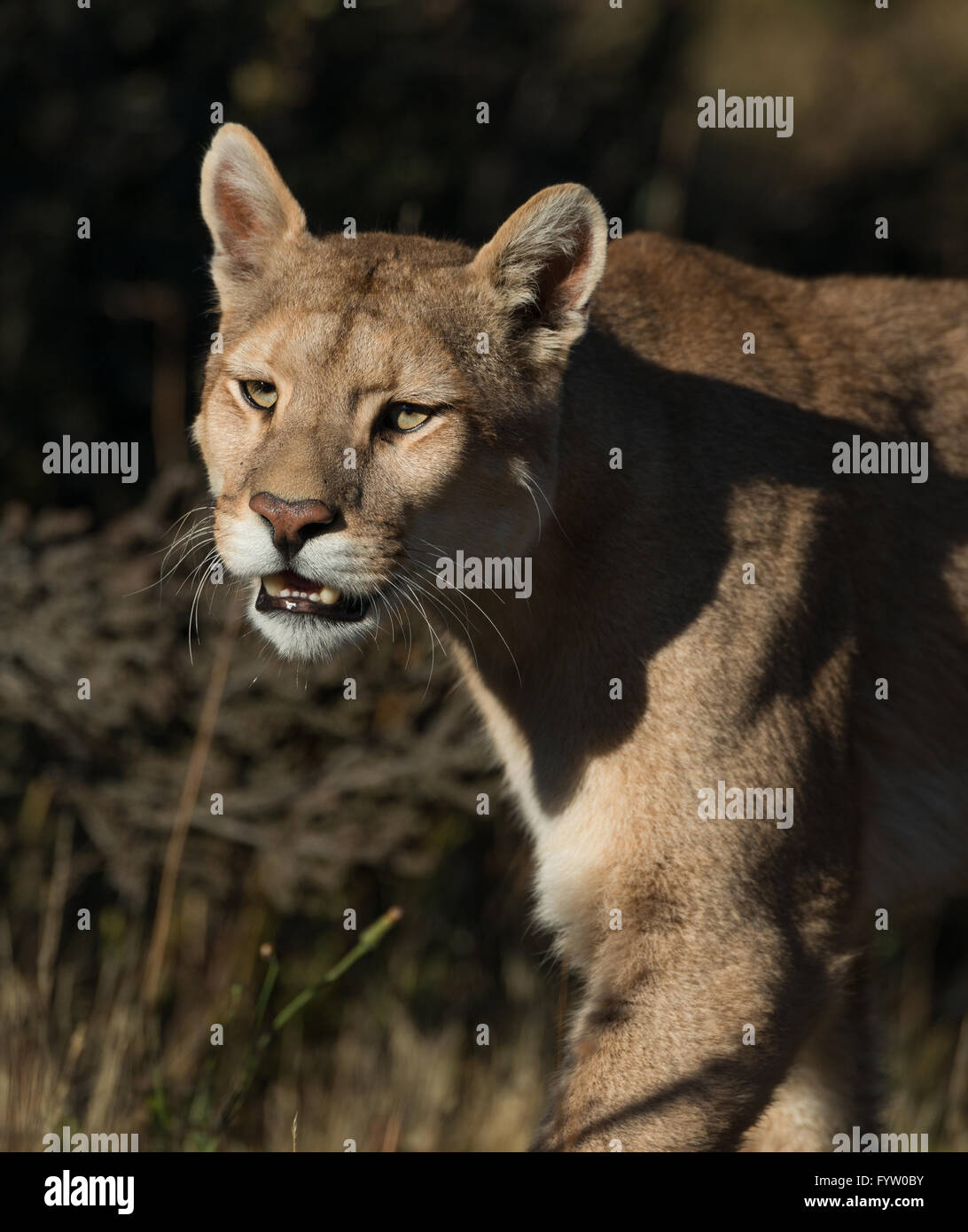 A puma in Torres del Paine Stock Photo