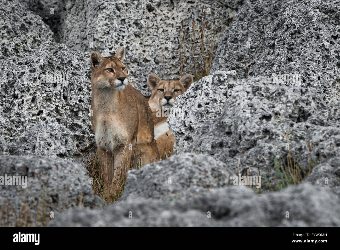 Puma in Torres del Paine Stock Photo