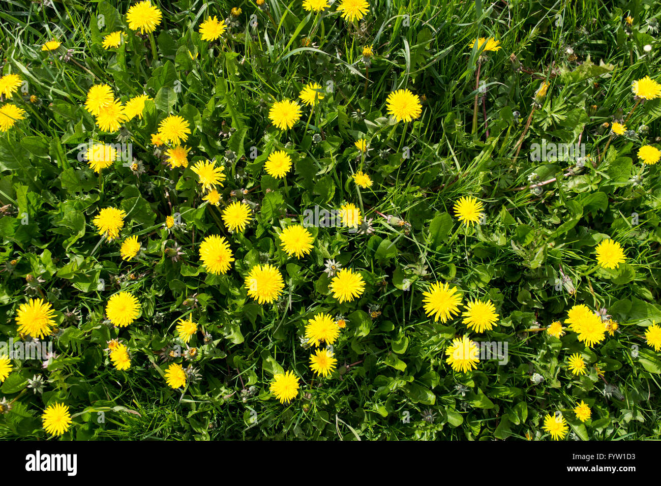 Common Dandelions (Taraxacum officinale) in flower growing in a lawn Stock Photo