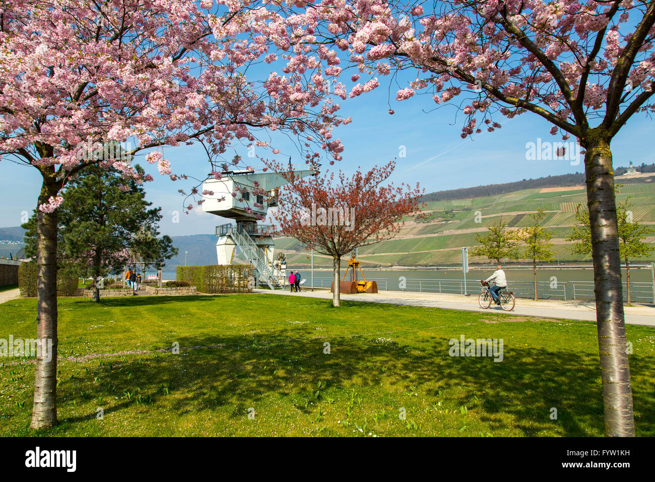Rhine promenade in Bingen am Rhein, spring, bloom of ornamental cherry trees, walkers, Stock Photo