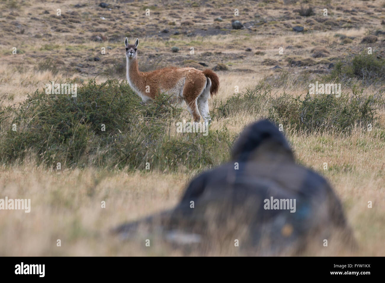 A photographer craws to approach a Guanaco in Torres del Paine Stock Photo