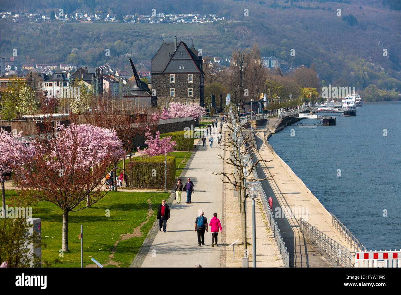 Rhine promenade in Bingen am Rhein, spring, bloom of ornamental cherry trees, walkers, Stock Photo