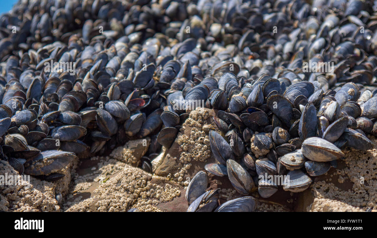 Sea muscles on rocks Stock Photo Alamy