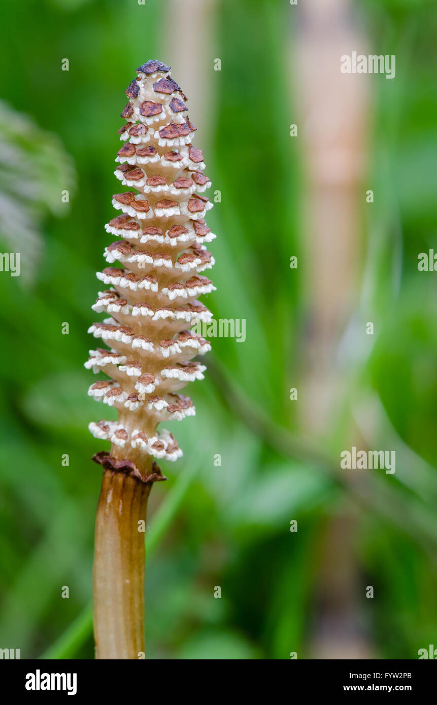 Field horsetail (Equisetum arvense) fertile stem close-up. Detail of the reproductive structure of plant in family Equisetaceae Stock Photo