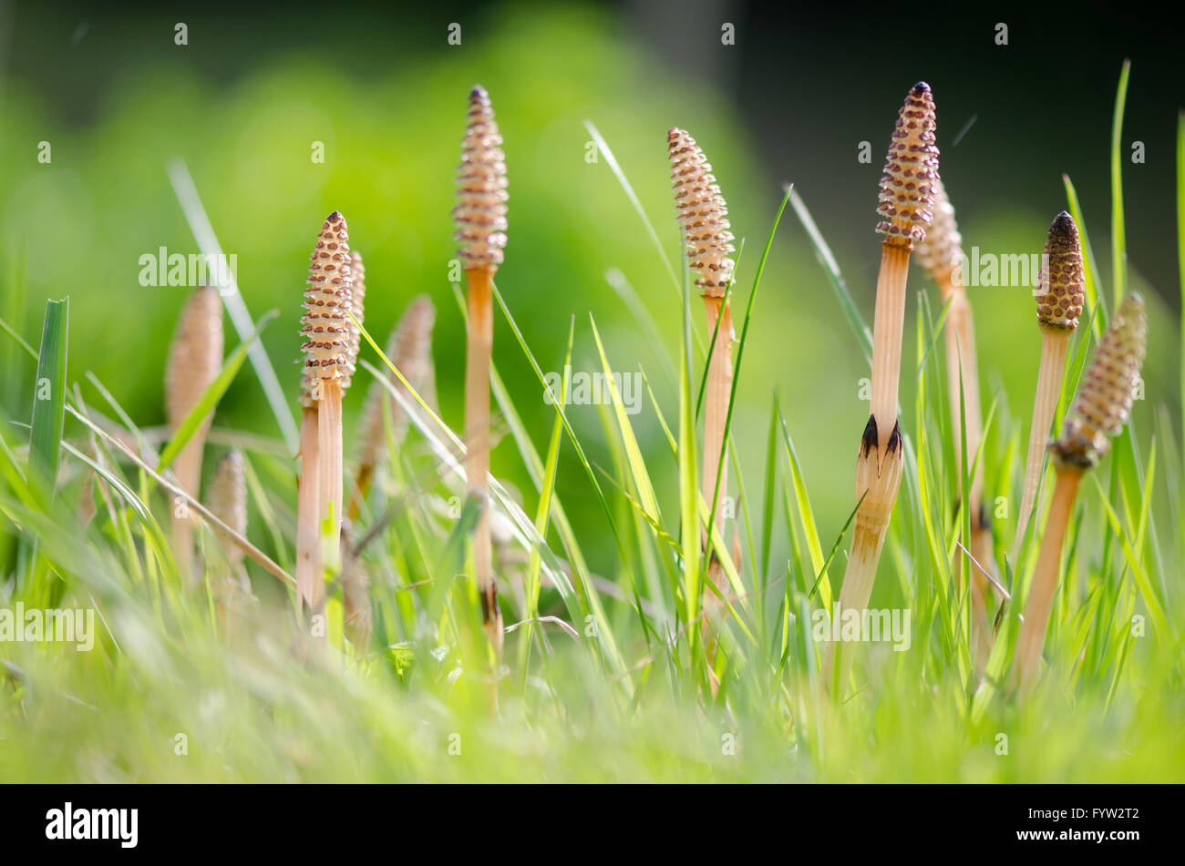 Field horsetail (Equisetum arvense). Fertile stems on this plant in the family Equisetaceae, growing amongst grass in the UK Stock Photo