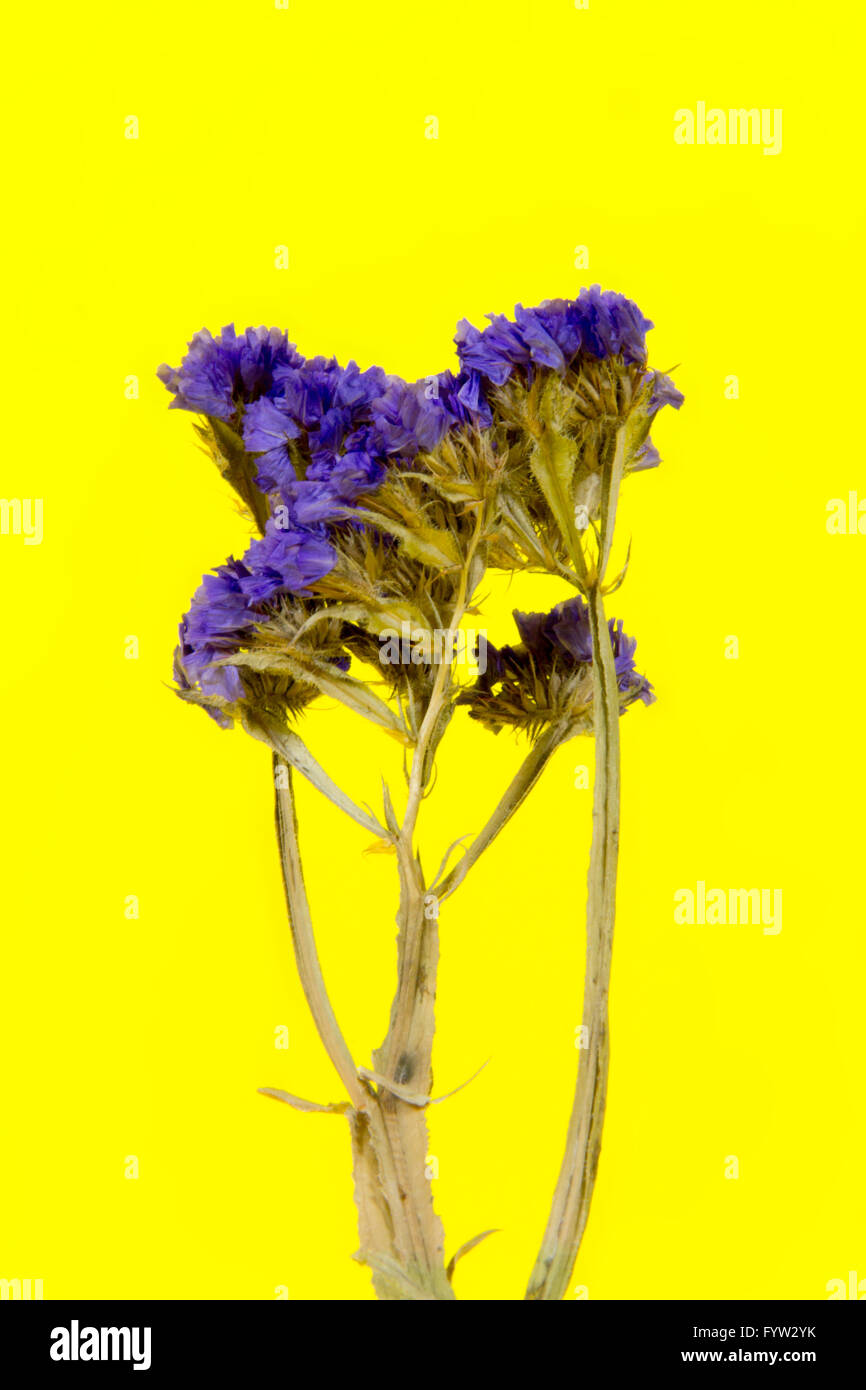 How to dry flowers hires stock photography and images Alamy