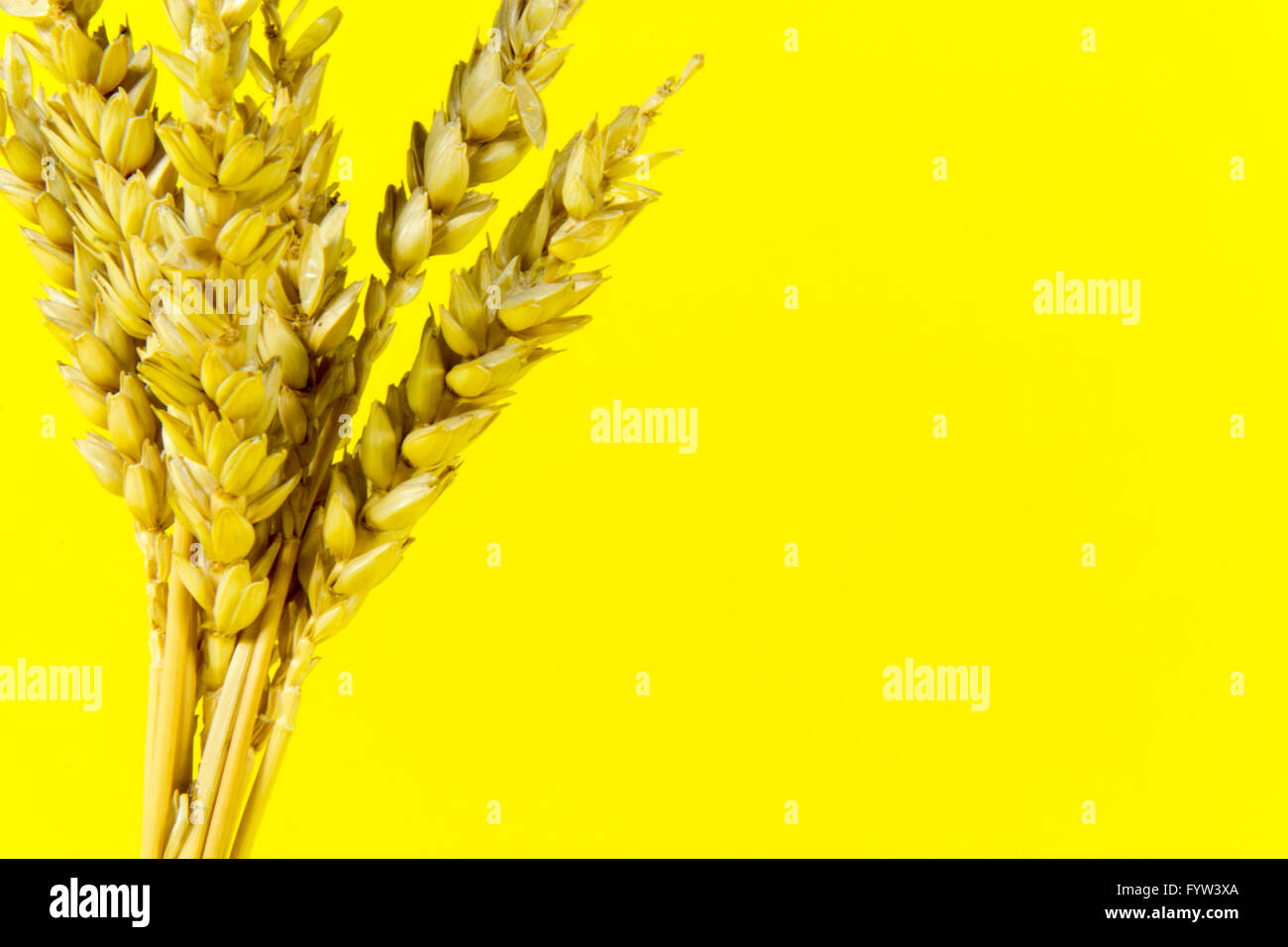 various, single, wheat spike, corn, swath, gold, yellow background Stock Photo