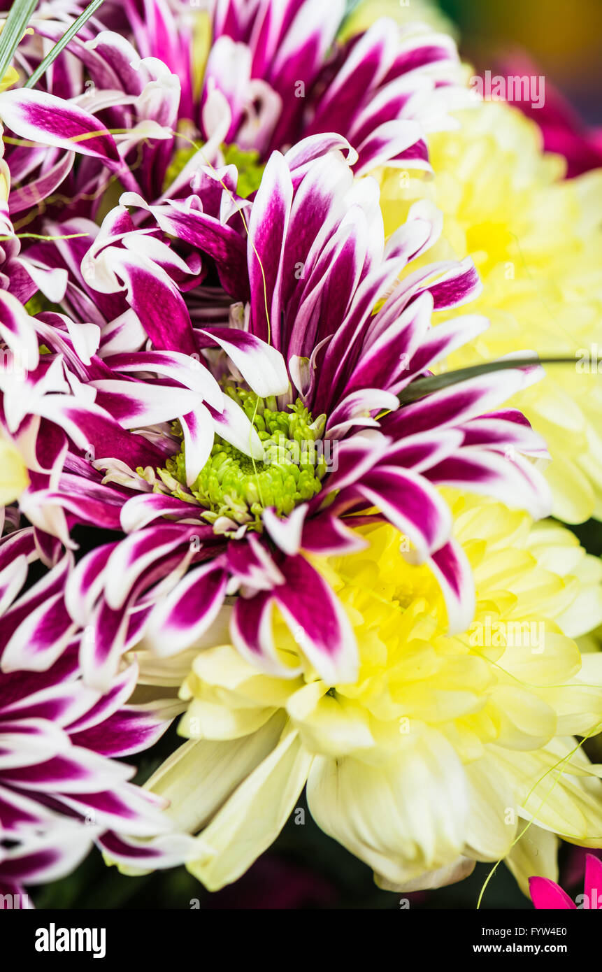 Chrysanthemums border hires stock photography and images Alamy