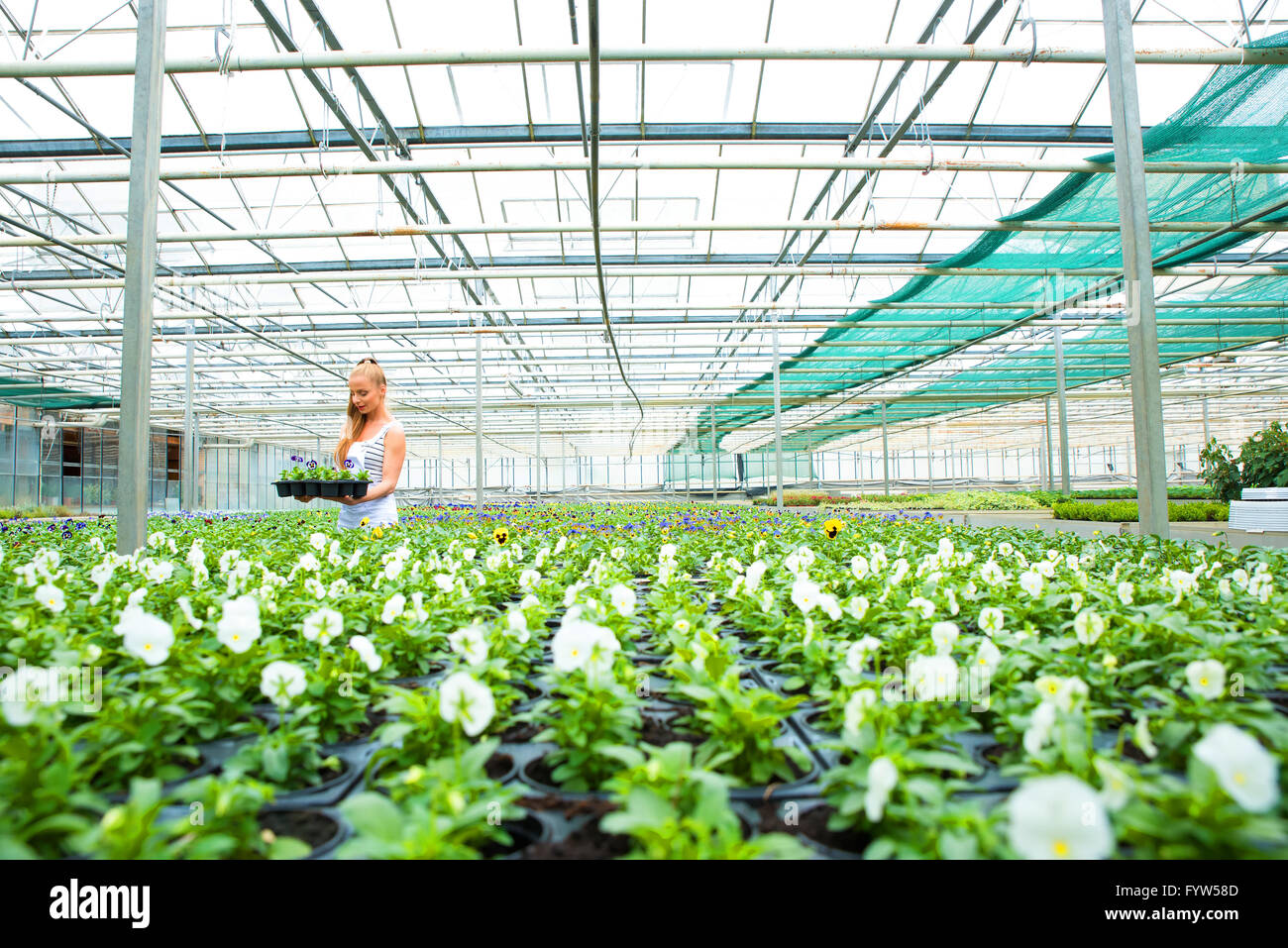 Young gardener working in a large greenhouse nursery Stock Photo Alamy