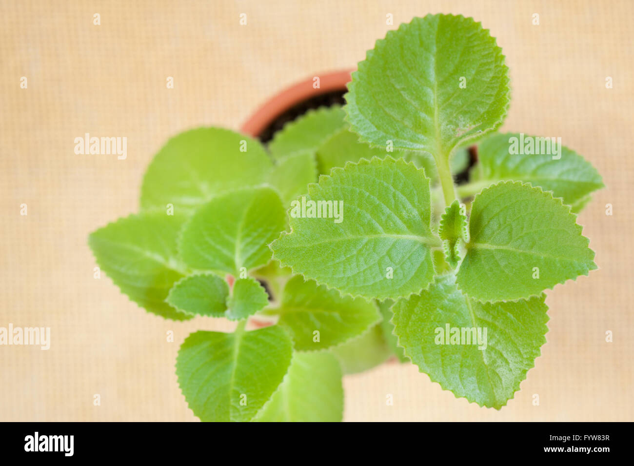 Plectranthus amboinicus plant tops, herb with many names like Mexican Mint, Spanish Thyme, Cuban Oregano, fragrant culinary herb Stock Photo