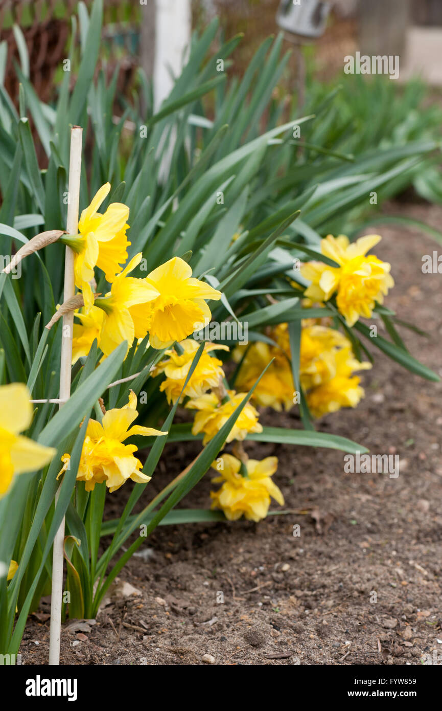 Daffodils yellow flowering plants, growing spring flowers in private