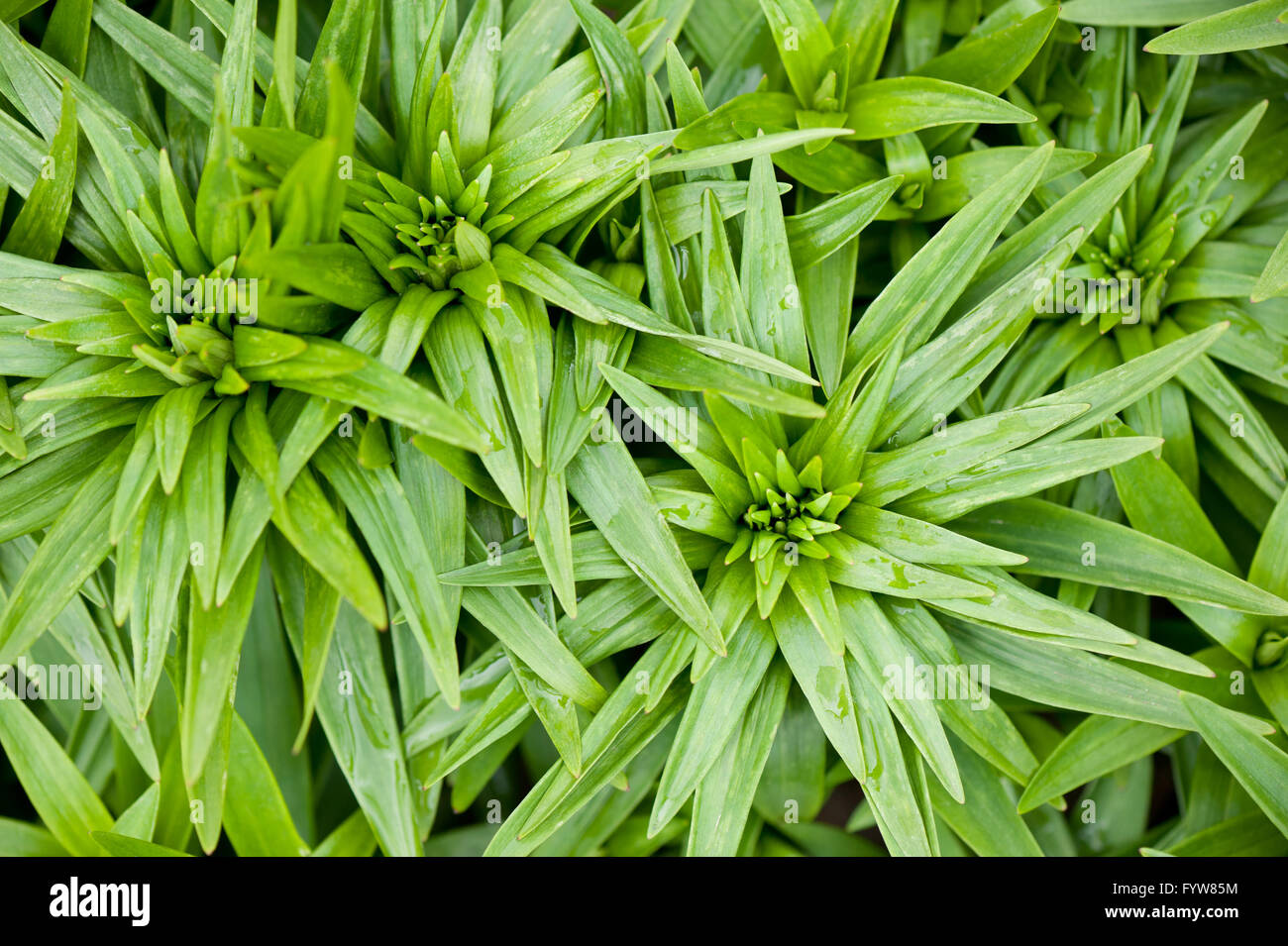 Sprouting Lilium leaves rosettes macro, wet Lily plants green fresh foliage with raindrops grow in spring in Poland, Europe. Stock Photo