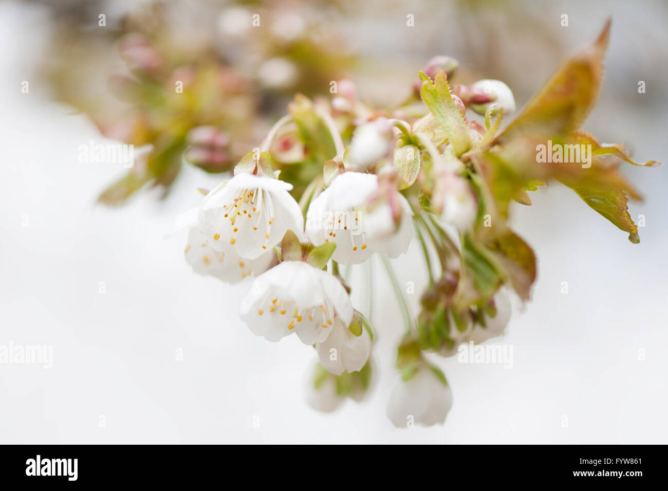 Trees With Raceme Inflorescence Prunus plum tree flowers macro, blooming plant inflorescence on the ...