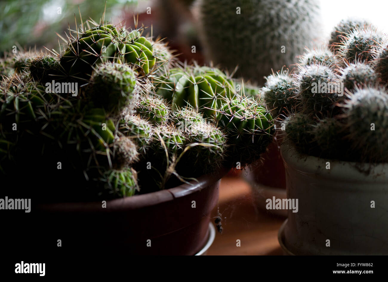 Spiny cactuses plants in flowerpots, green cacti grow in dark cellar interior with cold temperature during winter, cactus detail Stock Photo