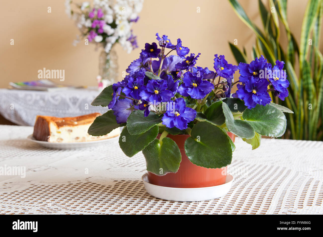Blooming lush purple African violet, Saintpaulia Ionantha flowering plant in the Gesneriaceae family, household plant bunch. Stock Photo