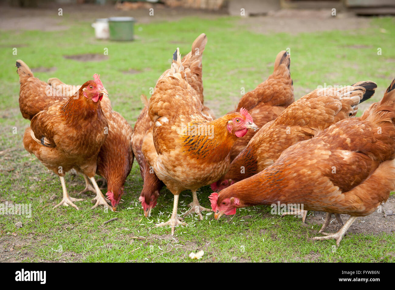 Hens flock eating noodles, Rhode Island Red hens with brown plumage, birds eating in private backyard, calm domestic fowl. Stock Photo