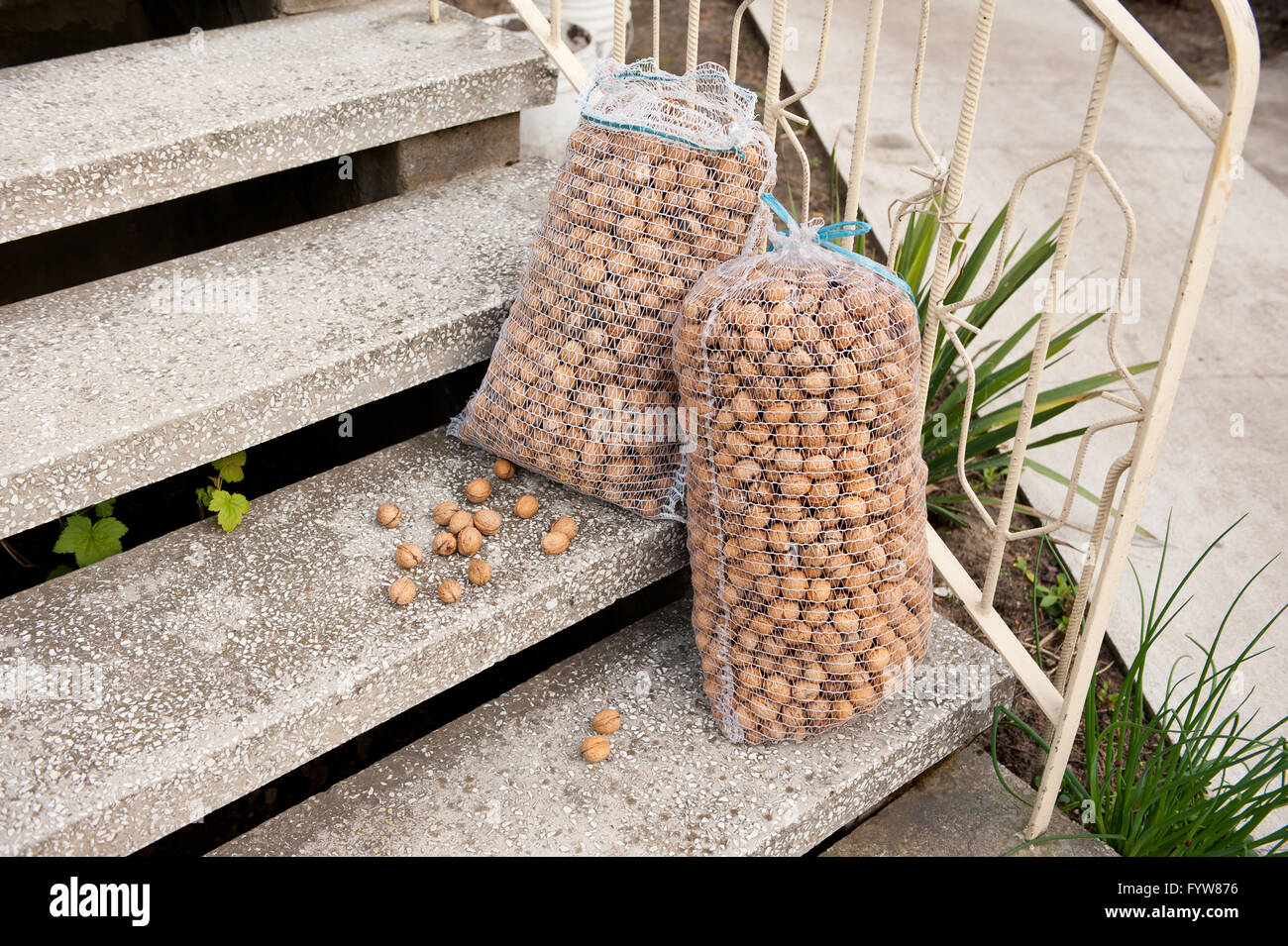 Walnuts in large bags on steps, two heavy net plastic mesh bags lying on stairs in front of the house after harvesting in yard. Stock Photo