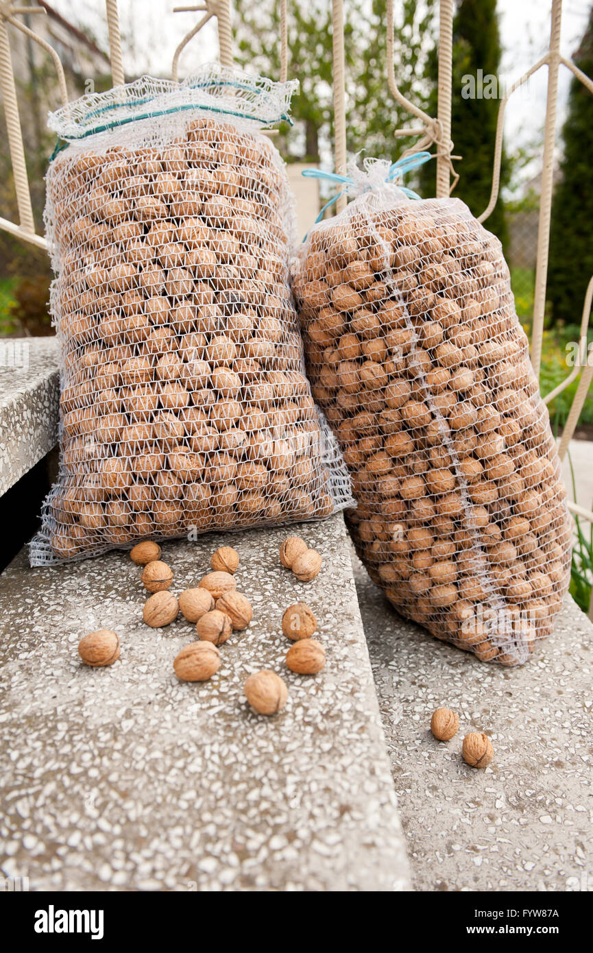 Bags filled with walnuts on steps, two large net plastic mesh bags lying on stairs in front of the house after harvesting. Stock Photo