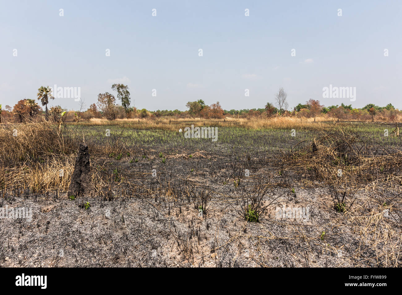 ash black smut and stubble. Burned field farm concept Stock Photo
