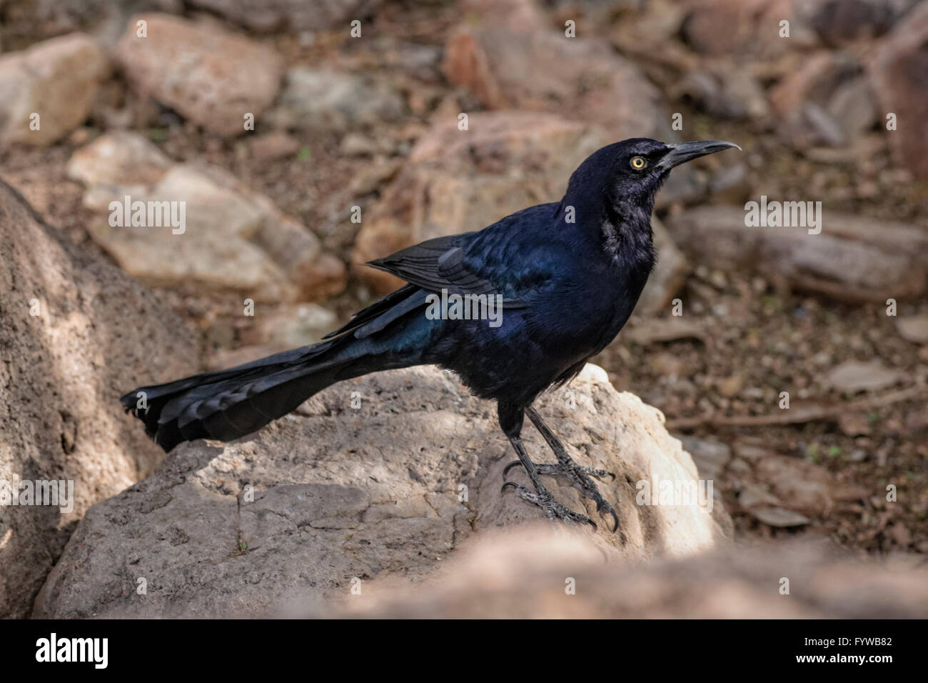 Great-tailed Grackle, Quiscalus mexicanus, Southern Arizona Stock Photo