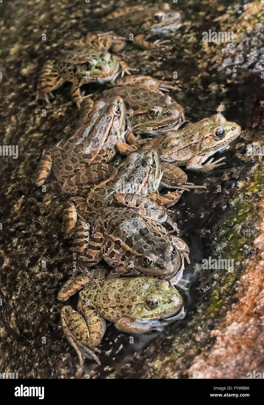 Lowland Leopard Frog, (Rana yavapaiensis) Males gather in breeding pools on warm sunny days Stock Photo