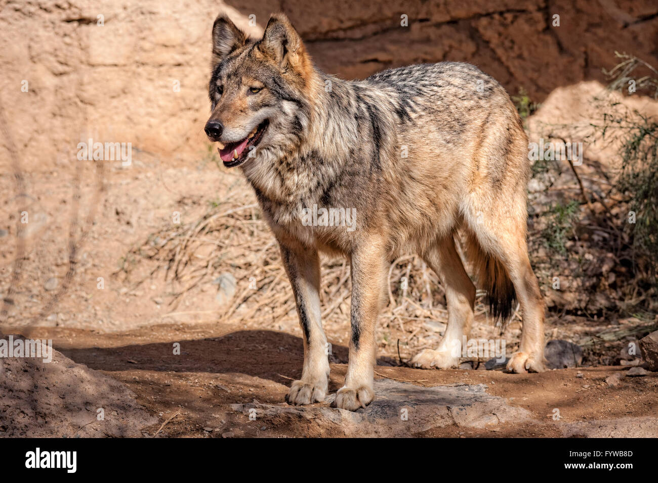 Mexican Wolf, Canis lupus baileyi, Arizona Stock Photo