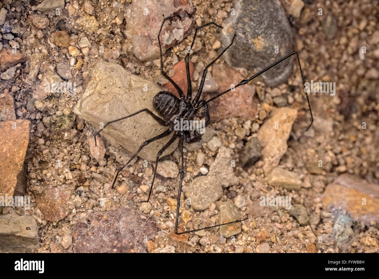 Amblypygi is an order of arachnid chelicerate arthropods or whip spiders or tailless whip scorpions. Stock Photo
